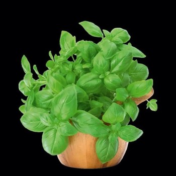 Густоса семена базилика тип Генуэзский зеленый (Yuksel)