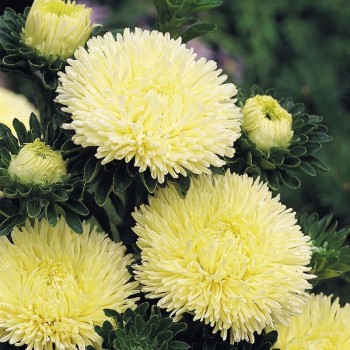 Гала желтая (Yellow) семена астры иглой (Benary)