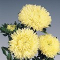 Гала желтая (Yellow) семена астры иглой (Benary)