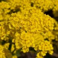 Горное золото семян алиссума (Hem Zaden)