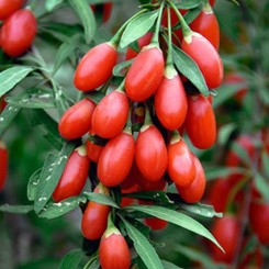 Ягоды годжи семян (Seedera) Ягоды годжи семян (Seedera)