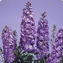 Икебана Lavender семена дельфиниума альпийского (Kitano Seeds)