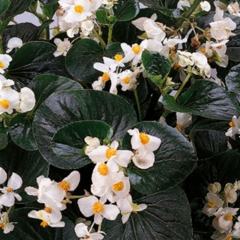 Инферно F1 White on Green Foliage семена бегонии вечноцветущей (Sakata)