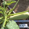 Регги F1 (INX 1424 F1) семена кабачка (Innova Seeds)