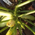 Регги F1 (INX 1424 F1) семена кабачка (Innova Seeds)