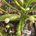 Регги F1 (INX 1424 F1) семена кабачка (Innova Seeds)