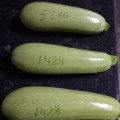 Регги F1 (INX 1424 F1) семена кабачка (Innova Seeds)