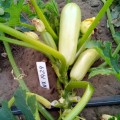 Регги F1 (INX 1424 F1) семена кабачка (Innova Seeds)