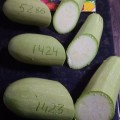 Регги F1 (INX 1424 F1) семена кабачка (Innova Seeds)