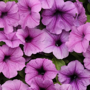 Изи Вейв F1 сливовая с прожилками семян ампельной петунии (Pan American)