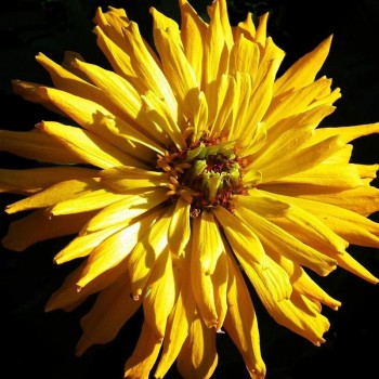 Кактус желтый (yellow) семена цинии (Floragran)
