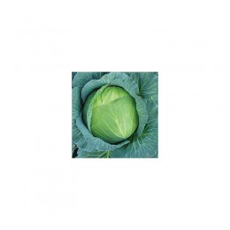 Каменная голова семена капусты белокочанной (Hortus)