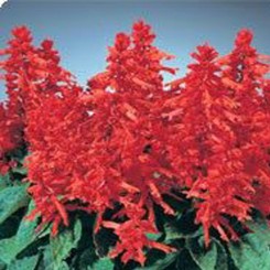 Кампай Deep Red семян сальвии блестящей (Kitano Seeds)