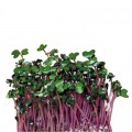 Капуста кольрабы фиолетовые семена микрозеленые (Agrocity)