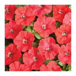 Карлик F1 красный (red) семена петунии (Cerny)