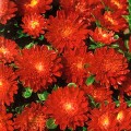 Астра карликовая красная (Red) семена (Moravoseed)