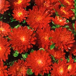 Астра карликовая красная (Red) семена (Moravoseed)
