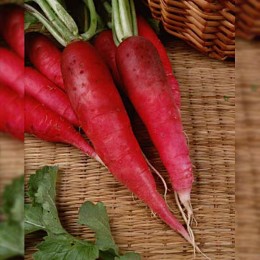 Кармина семян редьки (Moravoseed)