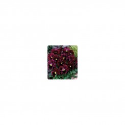 Карусель Burgundy семена фиалки (Kitano Seeds)