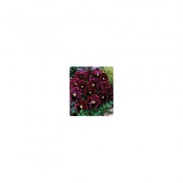 Карусель Burgundy насіння фіалки (Kitano Seeds)