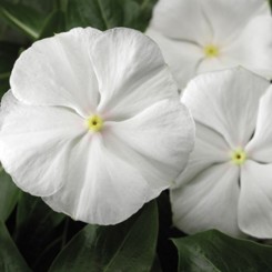СанШторм F1 белый (white) семена катарантуса (Syngenta)