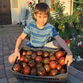 Керук F1 семена помидора индетерминантного (LibraSeeds)