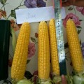 Хан F1 семена кукурузы сладкой Se (May Seeds)