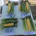Хан F1 семена кукурузы сладкой Se (May Seeds)