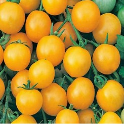 Хані Дропс F1 насіння помідора чері детермінантного (Dorsing Seeds)