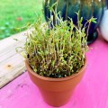 Киноа семена микрозеленые (Agrocity)