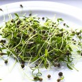 Кинза (Кориандр) семена микрозелень (Agrocity)