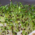 Кинза (Кориандр) семена микрозелень (Agrocity)