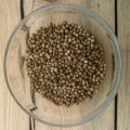 Кинза (Кориандр) семена микрозелень (Agrocity)