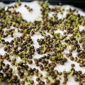 Кинза (Кориандр) семена микрозелень (Agrocity)