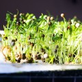 Кинза (Кориандр) семена микрозелень (Agrocity)