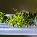Кинза (Кориандр) семена микрозелень (Agrocity)