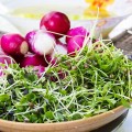 Кинза (Кориандр) семена микрозелень (Agrocity)