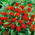 Кис красный (red) семена гомфрены (Pan American