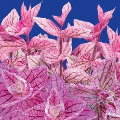 Кларисса розовая (pink) семян сальвии (GL Seeds)