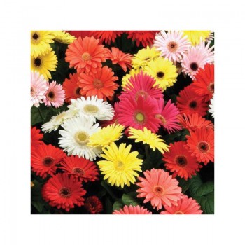 Коррида Mix (смесь) семян герберы (Kitano Seeds)