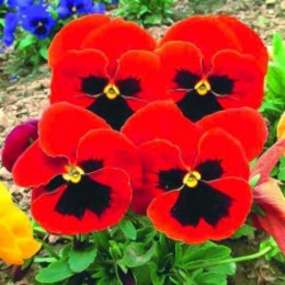 Красный кардинал F1 семена виолы (GL Seeds)