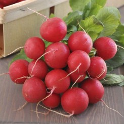 Кримсон гігант насіння редиски (Anseme)