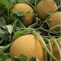 КС 810 F1 семена дыни (Kitano Seeds)