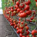 КС 134 F1 (KS 134 F1) семена помидора индетерминантного (Kitano Seeds)
