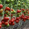 КС 204 F1 (KS 204 F1) семена томата индетерминантного (Kitano Seeds)