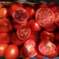 КС 204 F1 (KS 204 F1) семена томата индетерминантного (Kitano Seeds)
