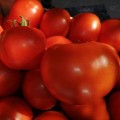 КС 204 F1 (KS 204 F1) семена томата индетерминантного (Kitano Seeds)