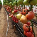 КС 307 F1 семена помидора индетерминантного (Kitano Seeds)