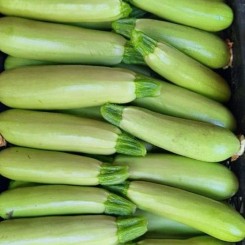 Язума F1 (КС 3714 F1) семена кабачка (Kitano Seeds)