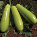 Язума F1 (КС 3714 F1) семена кабачка (Kitano Seeds)